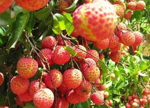 正在挑选荔枝的人们