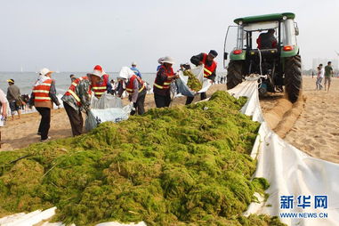 工作人员清理浒苔