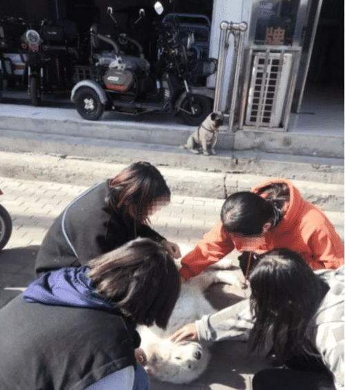 震惊！郑州人民公园小混混聚众打人，17人被抓