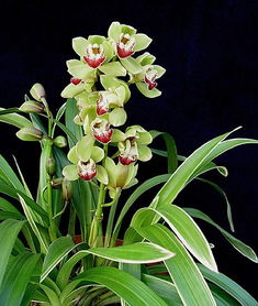 小兰花工作的照片