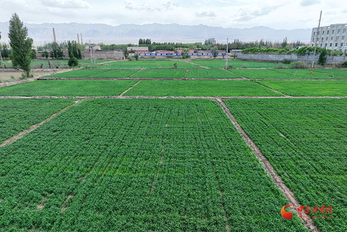 种地吧：留住这个夏天的记忆