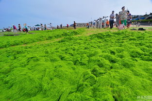 游客在海边看着浒苔
