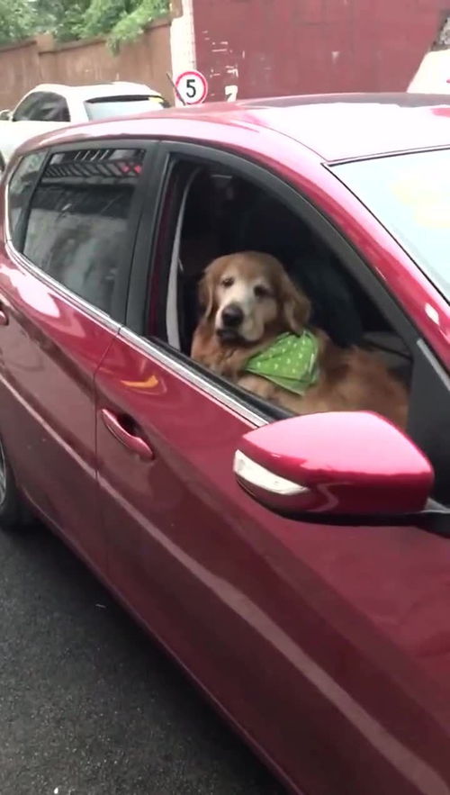 司机肖波：用生命拯救全车韩国游客的伟大壮举