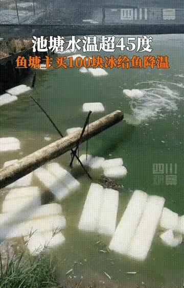高温天男子往鱼塘放冰块救鱼，背后故事令人深思