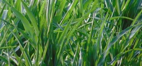 农民查看受损庄稼