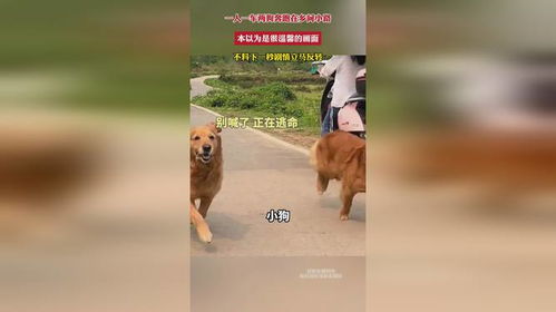 狗狗乡间路散步