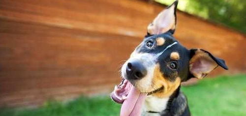 特朗普手背抹遮瑕膏？白宫给出惊人解释！