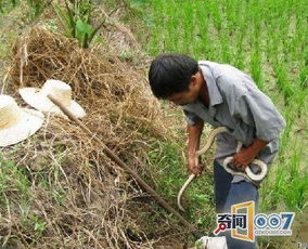 印度惊魂！捕蛇人颈缠毒蛇骑车惨遭致命一咬