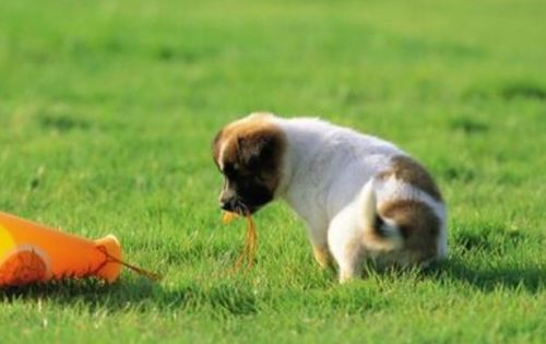 女子遛6只狗进公园引纠纷，男子被打伤，法院判定责任比例