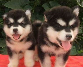 阿拉斯加地图震中位置