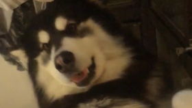 狗狗乡村之旅：一秒进入‘快乐模式’