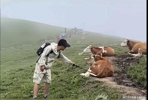 游客逗牛惨遭围攻踩踏：喂牛肉干还敲牛屁股，太离谱了！