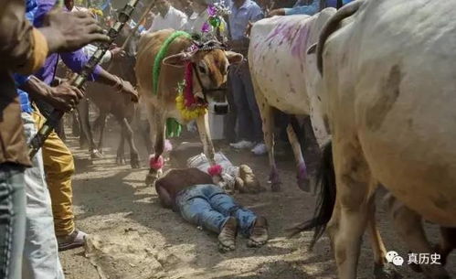 五台山游客逗牛被踩踏，景区回应来了！