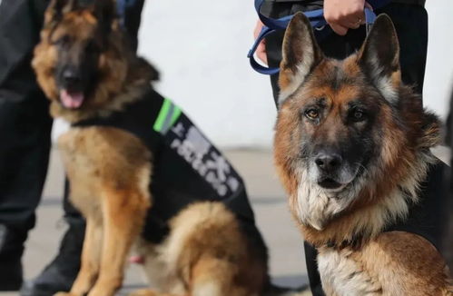 警犬技术专业：上学还能领小狗？