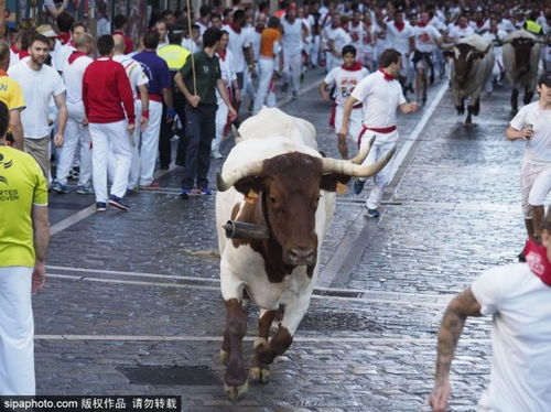 游客喂牛牛肉干还敲牛屁股，惹怒牛群惨遭踩踏