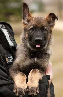 学生给警犬梳毛