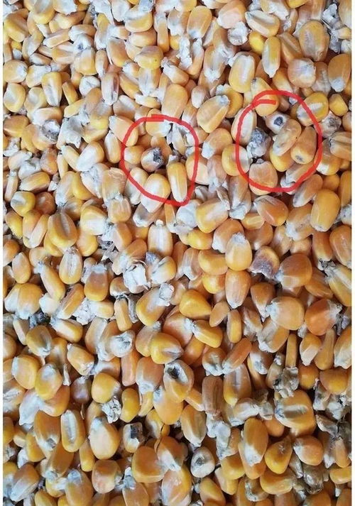 曾经‘香喷喷’的白酒为何不再诱人？