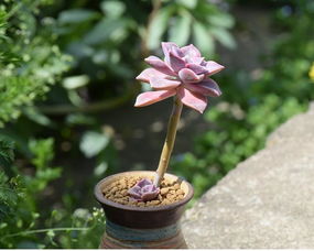 警方回应‘多肉饱饱’涉诈，网红经济下的惊天骗局