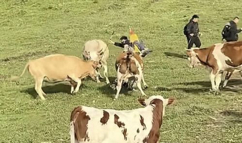 游客喂牛牛肉干还敲牛屁股，结果被牛群踩踏，真相竟如此离奇