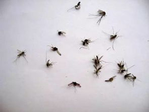 蚊子尸体躺在地上