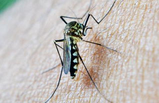 河南极端高温下，蚊子竟被热死，这高温有点猛啊