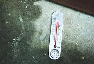 河南蚊子被热死背后：44.4℃高温下的奇景