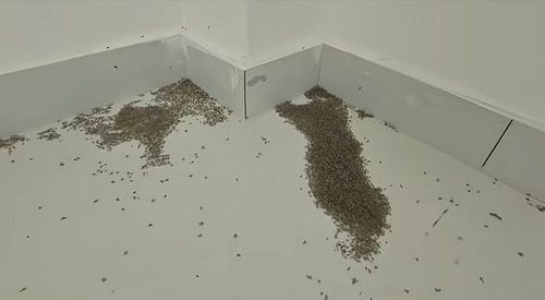 河南高温致蚊子成片死亡，网友直呼太神奇！