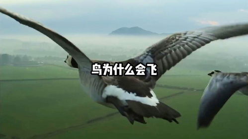 小鸟在天空翱翔