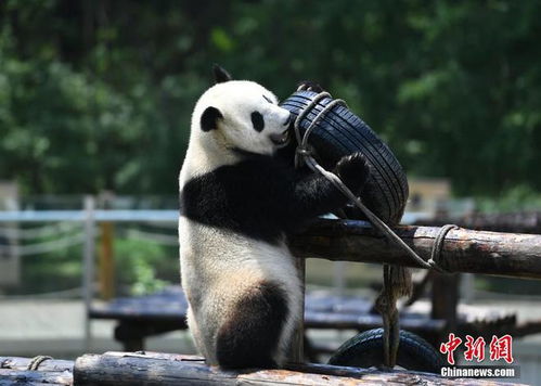 一人一句，共贺福宝四岁生日