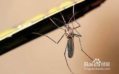 今年夏天为啥热得能‘烤’死蚊子？