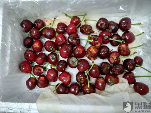 樱桃琥珀参加公益活动