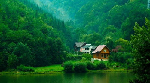 一片美丽的森林景色