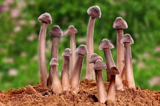 菌中之王火了，最贵竟卖到1800元一公斤！