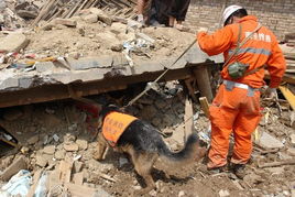 救援人员在现场搜寻