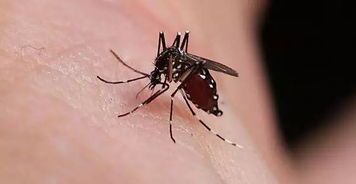 极端高温下，河南室内惊现大量‘热死’蚊子