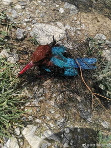 小鸟无价值惨遭捕鸟网风干，背后产业链触目惊心