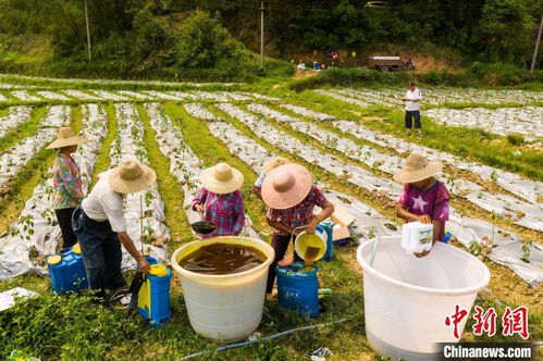东北农村夏之韵——真实体验记