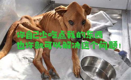 偷吃？这事儿可真有意思！