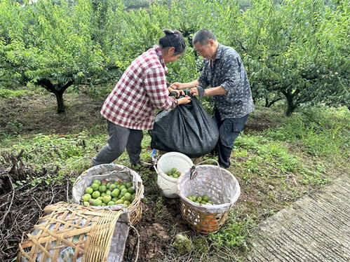 82岁老爸凌晨摘李子寄儿子，这份父爱太感人！