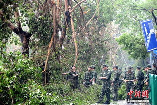 被风吹倒的树木