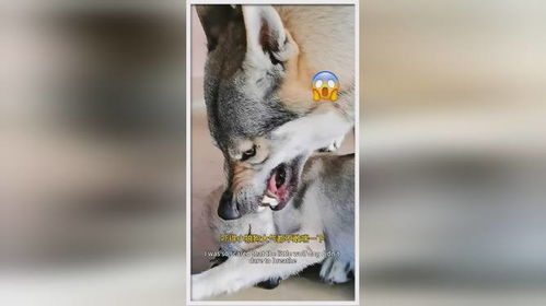 被狗咬伤后自卫打死狗，赔偿难题何解？