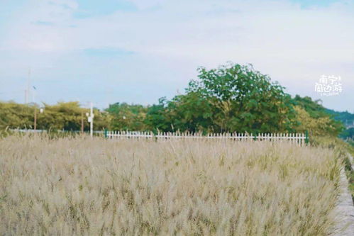 狗尾巴草去痣？这神奇偏方真能行吗