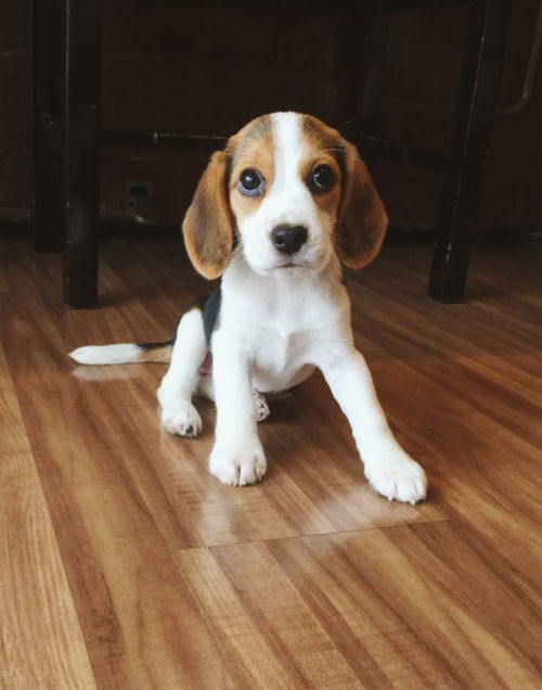 警犬技术专业：大二发小狗，新生憧憬高薪与爱犬共毕业