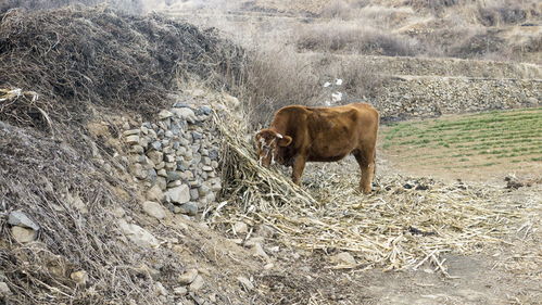一头悠闲吃草的老黄牛