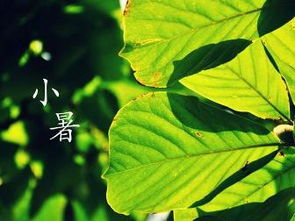 小暑不算啥，大暑才是真的热！