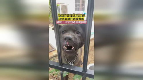 恶犬咬人，狗主人到底该担何责？