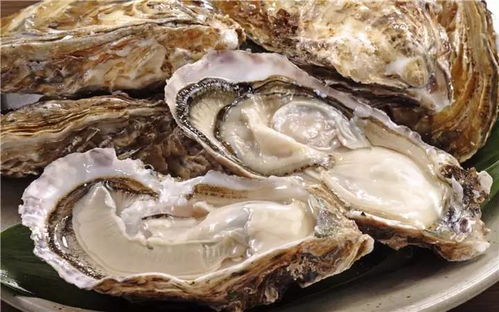 台风过后的惊喜！广东海滩惊现大量生蚝