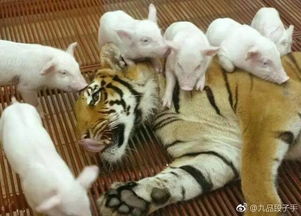 一群小老虎跟着虎妈在森林里漫步