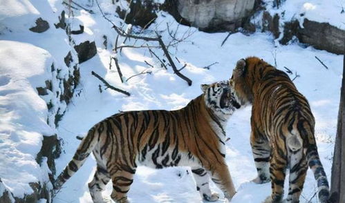 虎妈护崽的压迫感：惊心动魄的真实故事