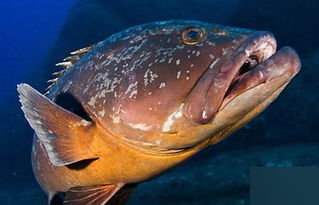 上海海洋水族馆元老级石斑鱼离世，背后故事令人深思